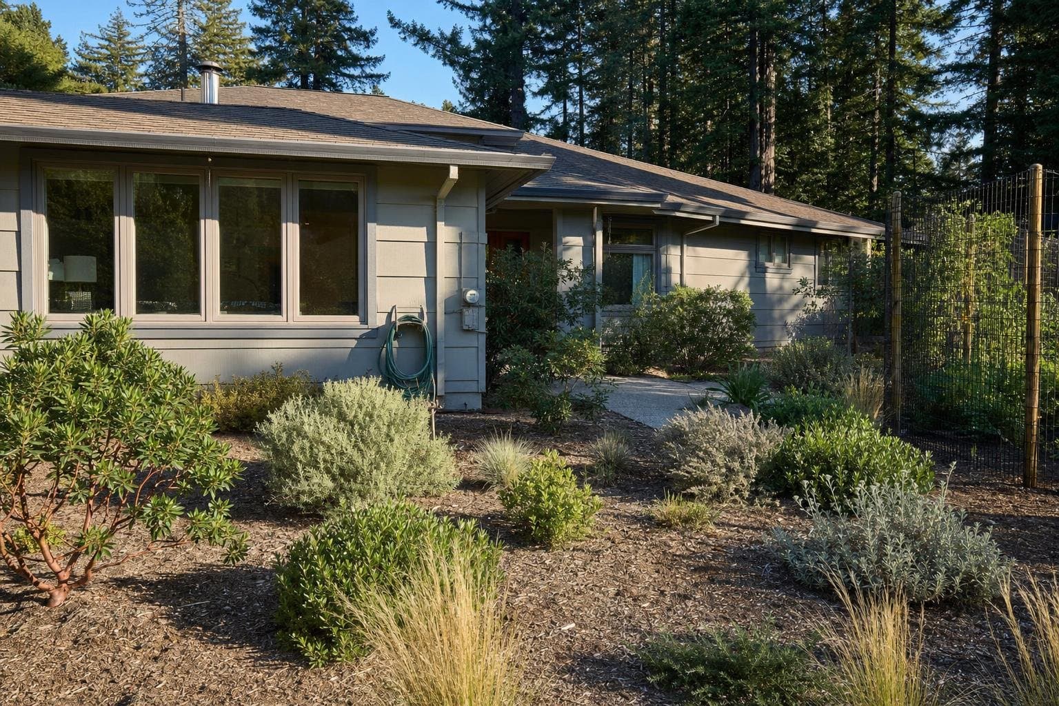 Deer resistant landscaping in the Santa Cruz Mountains, a home garden of native sage manzanita and ceanothus at the edge of the redwoods